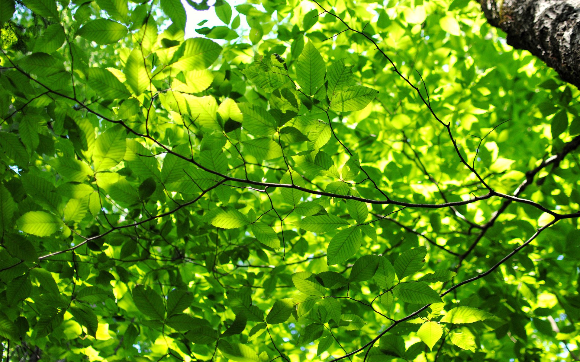 clorofilla foglie verde albero rami luce