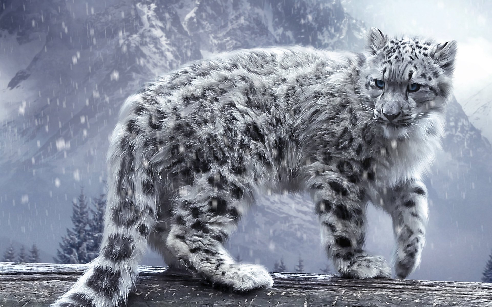 now leopard snow leopard snow leopard snow wild cat