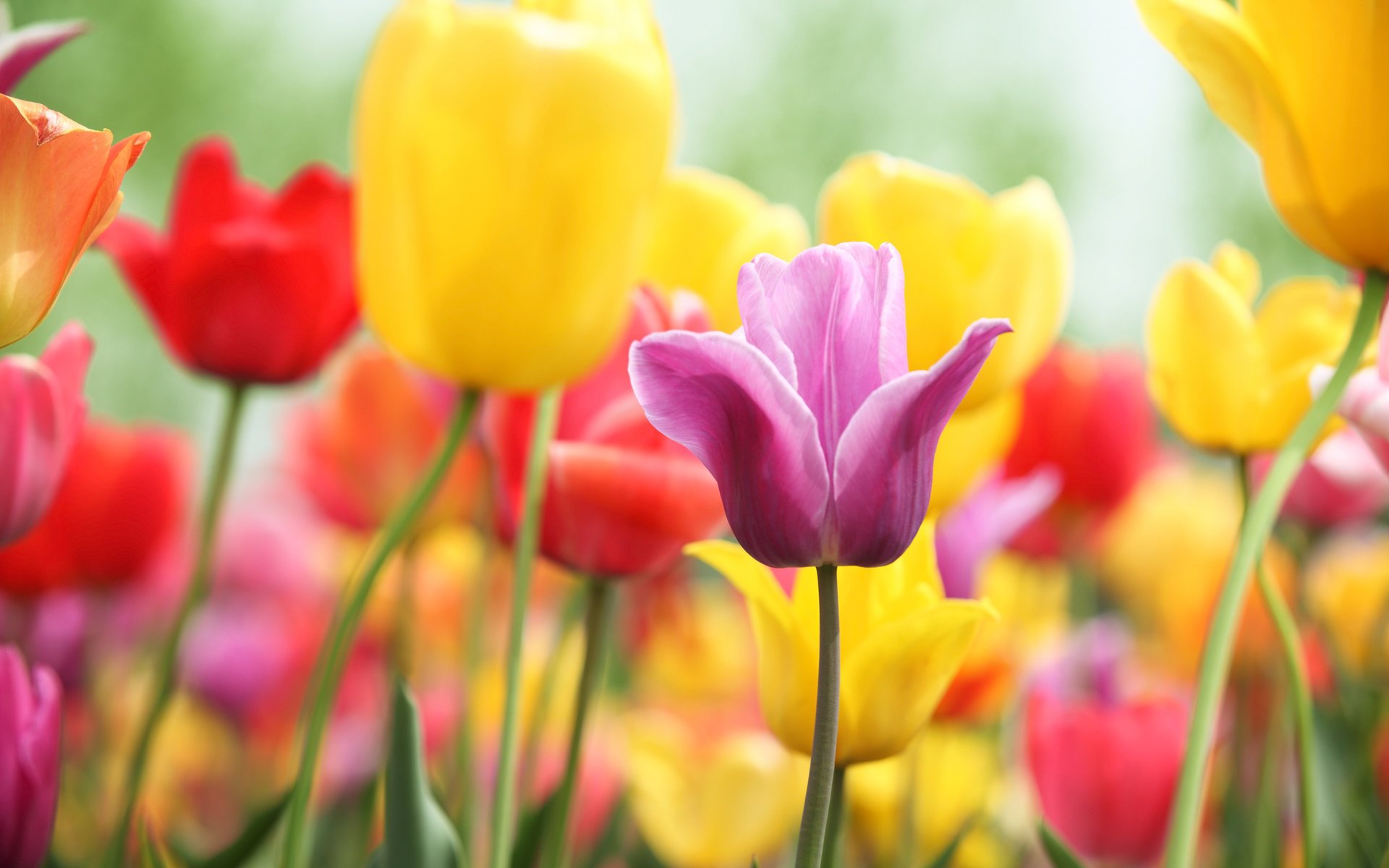 blumen tulpe frühling freude farben farbigkeit