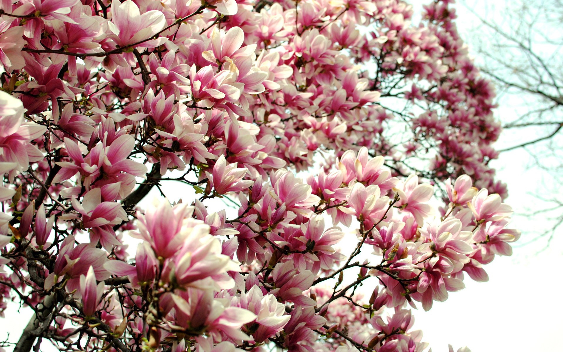 magnolia flores arbusto primavera naturaleza árbol en flor pétalos ramas rosa