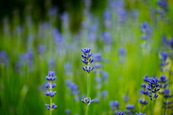 Verschwommenes Makrofeld mit blauem Lavendel