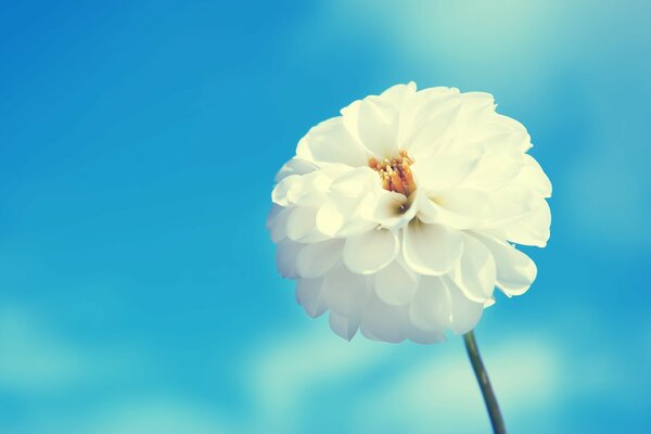 A white flower on a blue sky background with petals