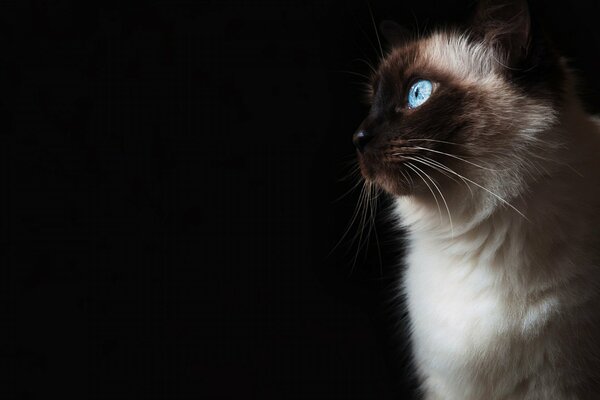 Gatto peloso dagli occhi azzurri. Sfondo nero