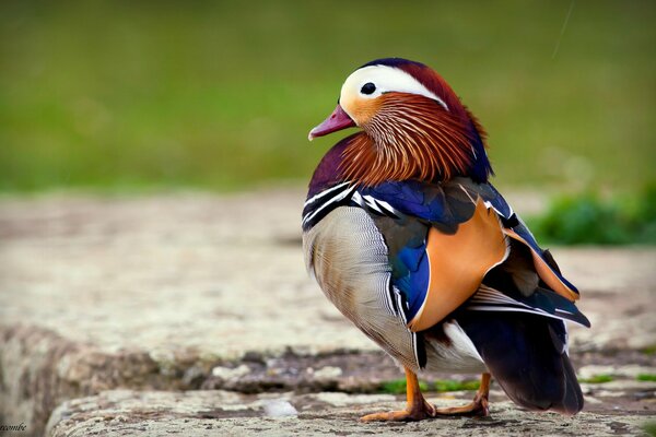 El pato mandarín está lleno de plumaje brillante en enormes piedras