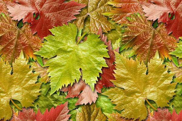 Alfombra de hojas de otoño de uva silvestre