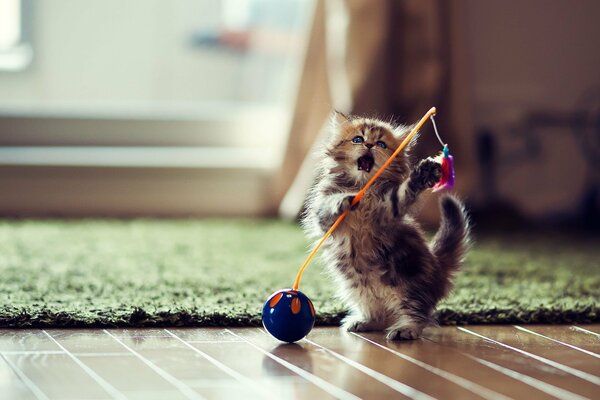 Espiègle chaton joue avec un jouet mi