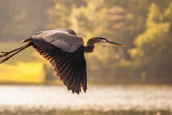 A crane flies over a pond in the sun