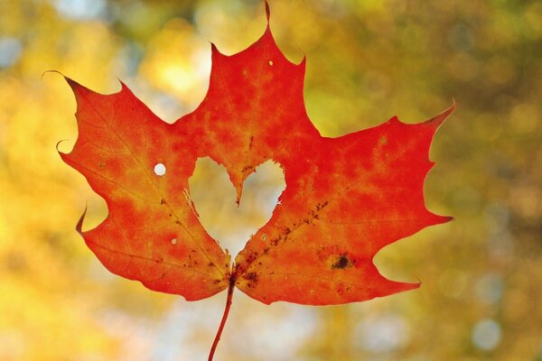 Feuille d automne orange avec coeur