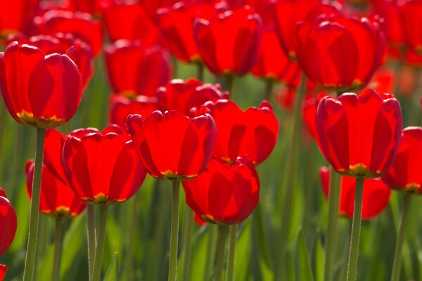 Red tulips opened their buds