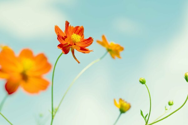 Ciel bleu et belles fleurs ensoleillées