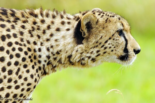 Cheetah hunting in the wild