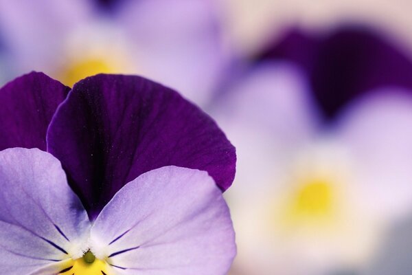 Fleurs délicates de jardin violet de pensées