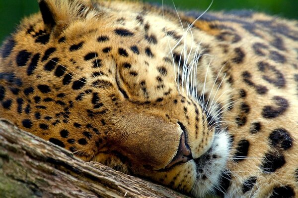 Grande gatto che dorme su un ramo