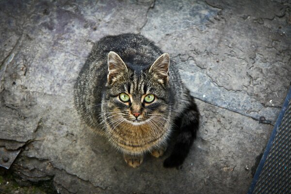 A cat with green eyes looks carefully