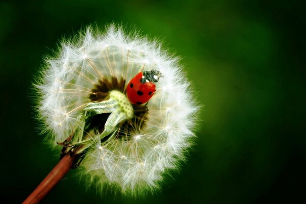 God s crown on an airy dandelion