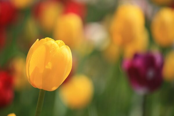 Yellow tulip on a multicolored background