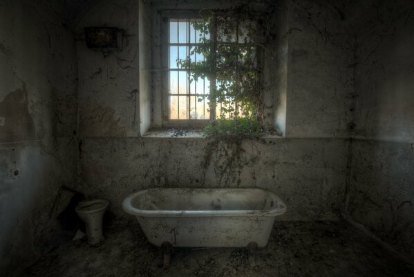 A green bush in an old bathroom