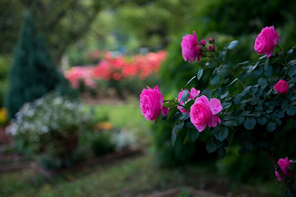 Roses lumineuses démêlées sur un buisson dans le jardin