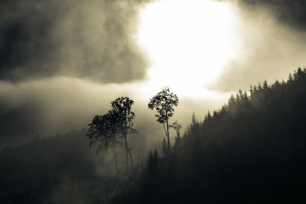 Collines dans le brouillard, arbres dans la brume