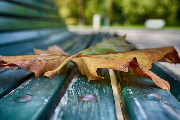 Hoja caída de otoño en el banco