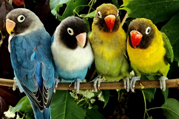 Four colorful parrots on a branch