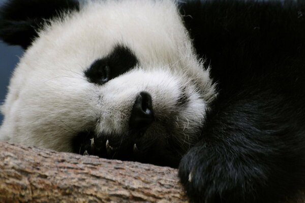 Panda couché sur une branche, voit un rêve