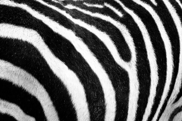 Zebra fur in black and white stripes