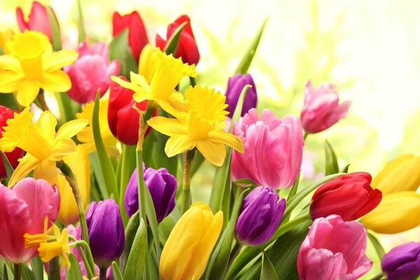 Frühlingsfreude und bunte Farben von Tulpen und Narzissen