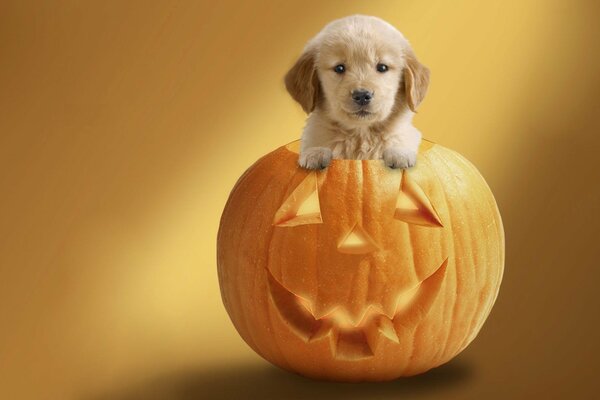 Ein Hund im Kürbis ist bereit für Halloween