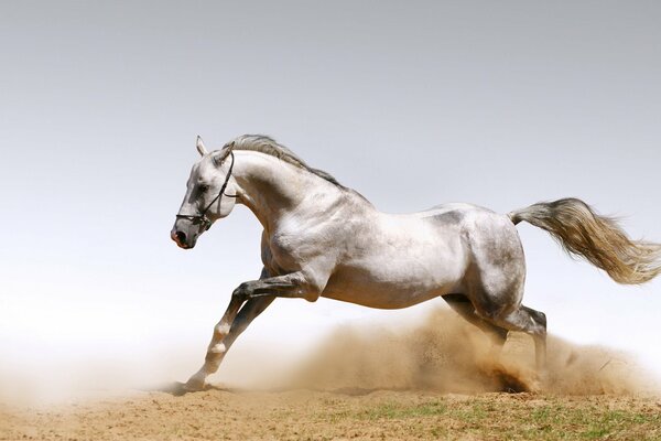 A beautiful horse gallops raising dust