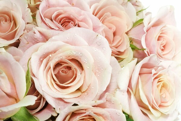 Romantic, delicate rose flowers with drops