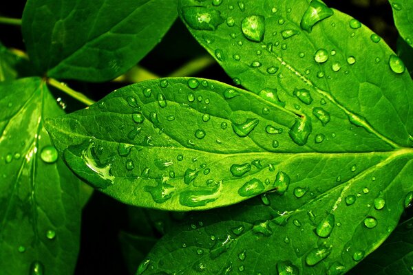 Rocío fresco en una hoja verde