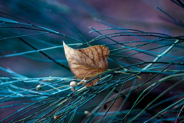 Autumn leaf in the branches. Macro