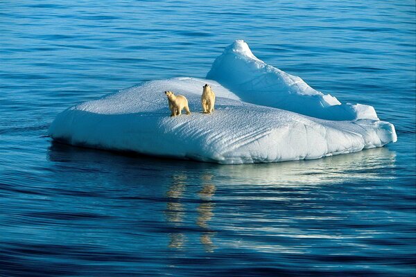 Eisbären im Norden