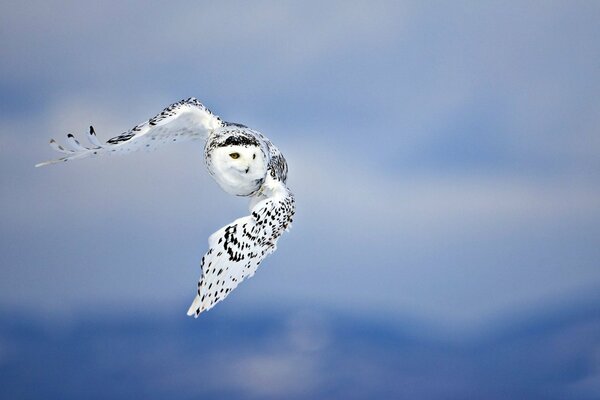 Sur le fond du ciel est représenté le vol d un hibou