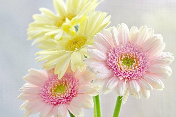 Gelbe und rosa Chrysanthemen sind mit Morgentau bedeckt