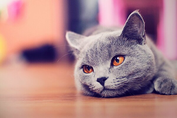 Sguardo serio del gatto di razza britannico