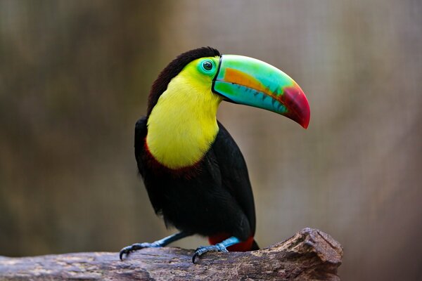 An amazing color toucan froze on a twig