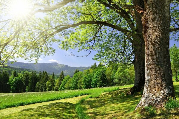 Naturaleza verde en verano, bosque