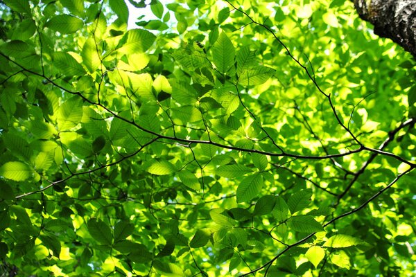 Hojas verdes en los rayos del sol