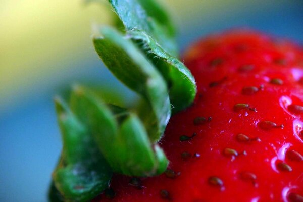 Strawberry stalk. Macro shooting