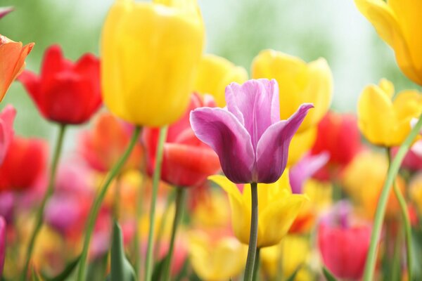 Bunte Farben der Frühlingsfreude mit Tulpenblüten