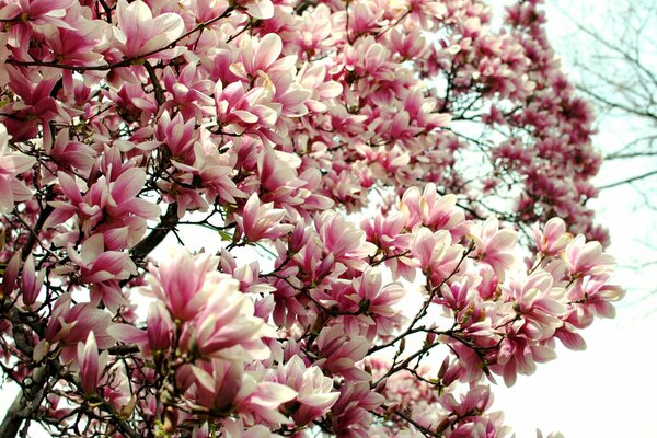 El alboroto de la Magnolia blanca y rosa