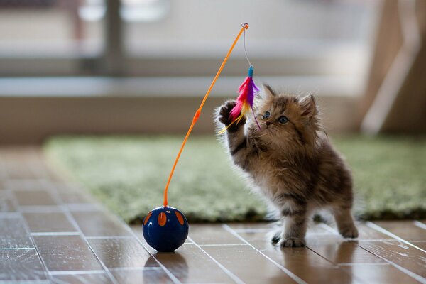 Süßes Kätzchen spielt mit einem Ball