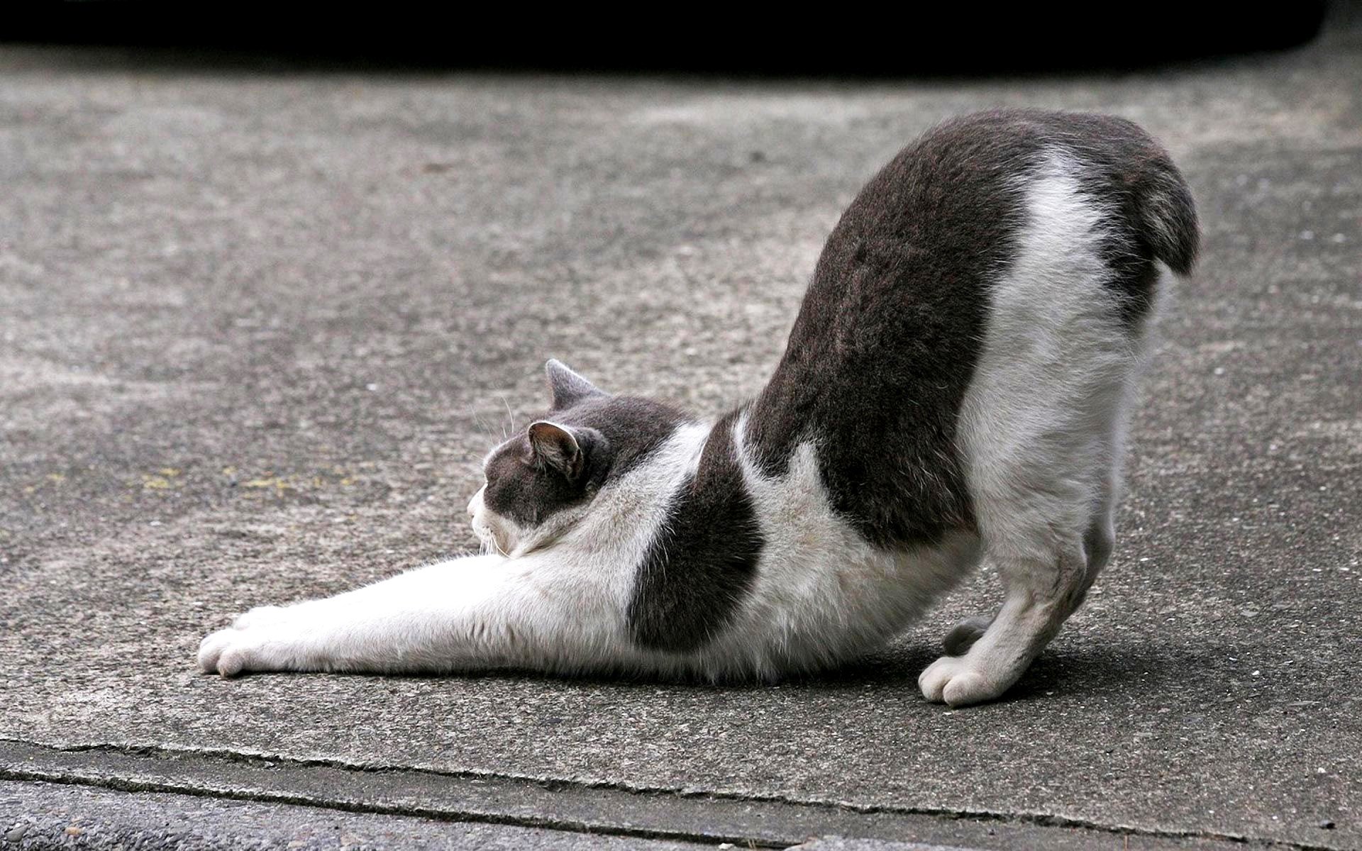 bobtail gymnastik stretching stretching fleckige katze katze katze straße asphalt wolle haustier tier