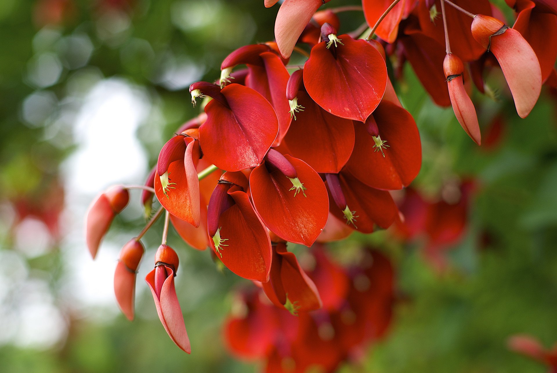 erythrina crista-galli kwitnienie makro czerwona roślina