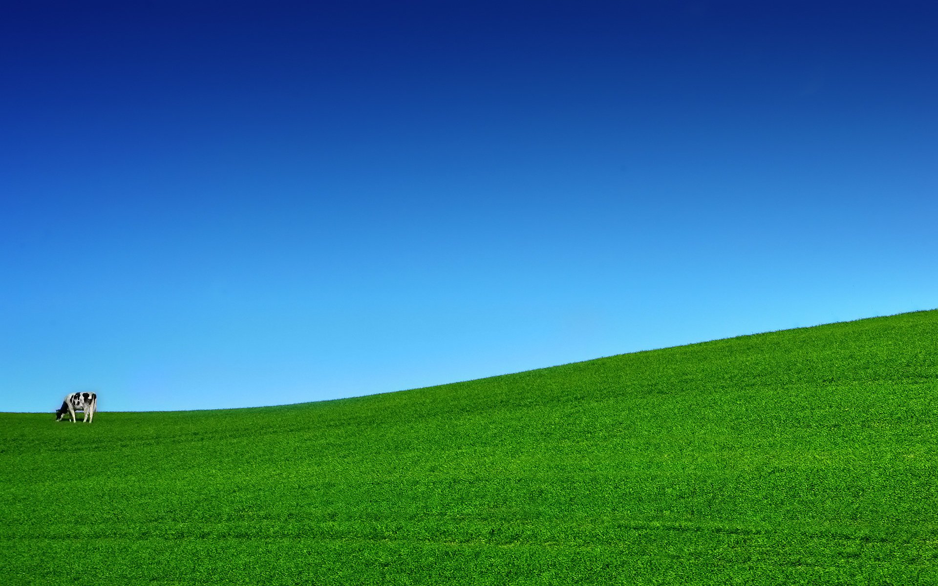 verde erba prato mucca giorno cielo spazio contrasto natura prato