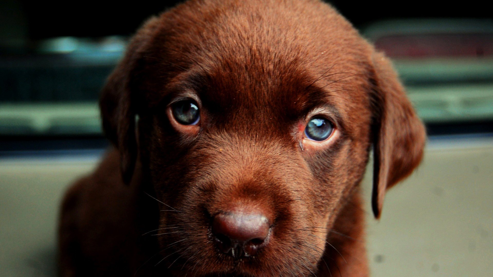 labrador welpe welpe augen blick ohren auslauf haustier wolle