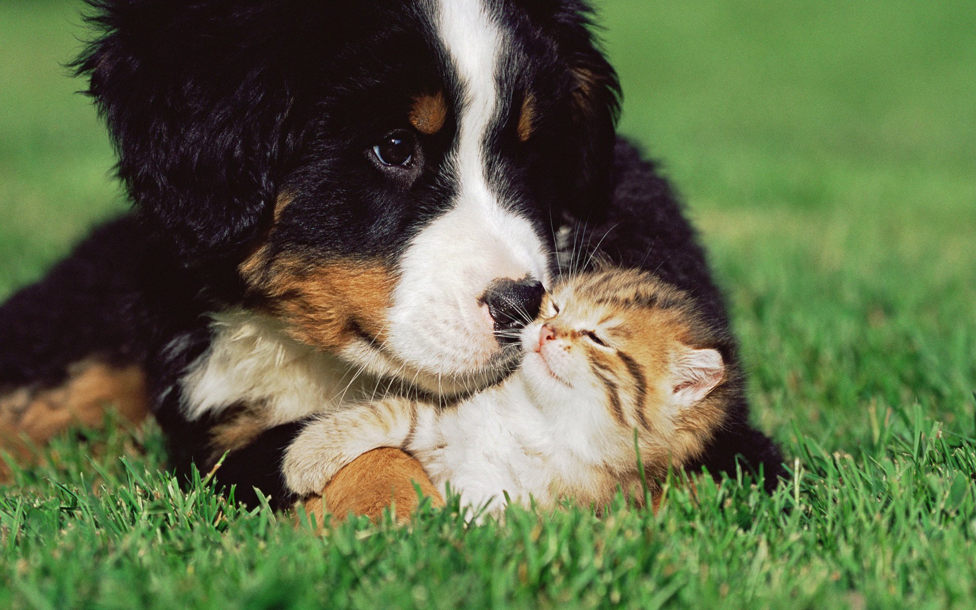 perro gatito amistad hierba