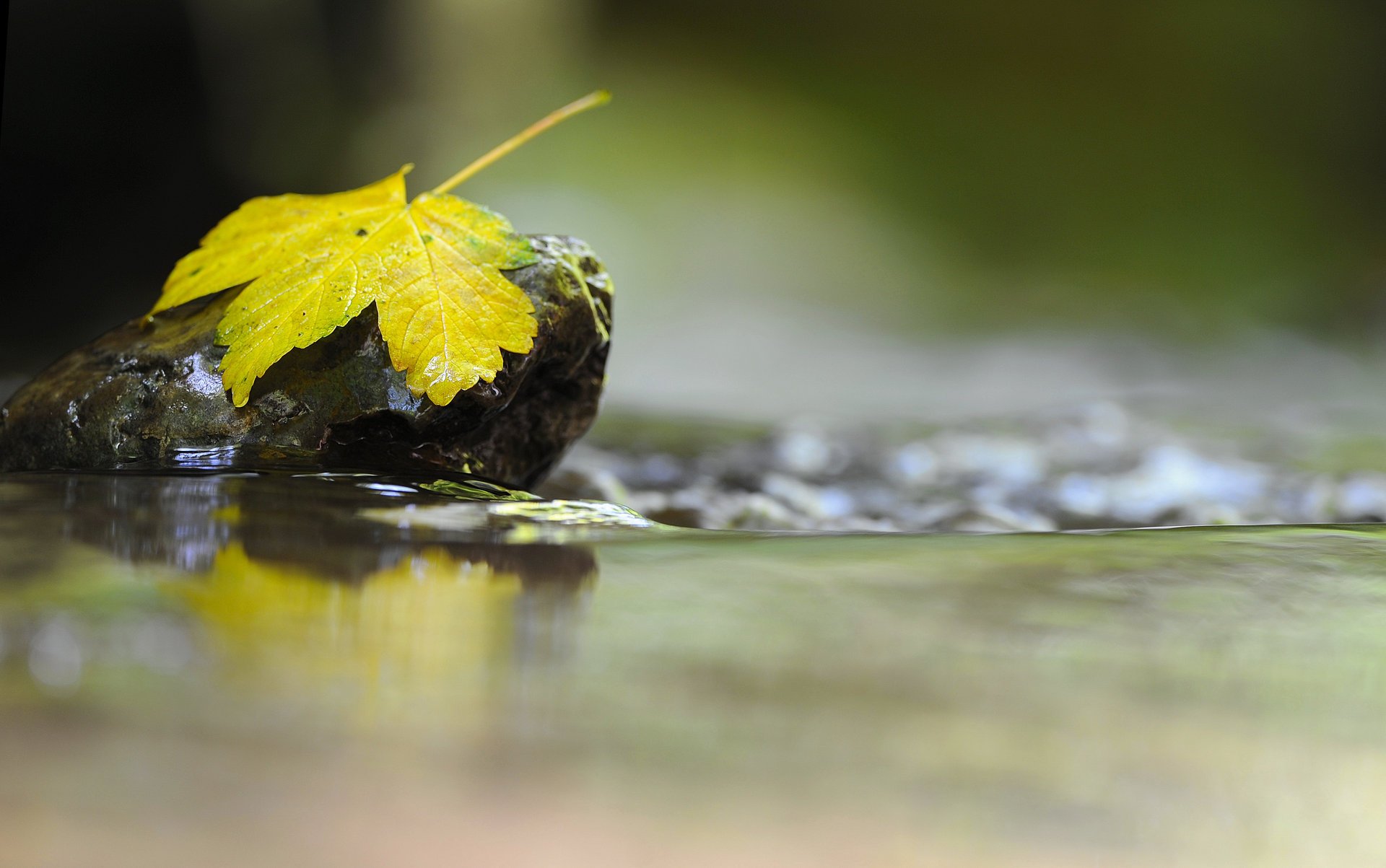 macro foglia pietra autunno